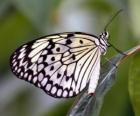 Бабочка на лист